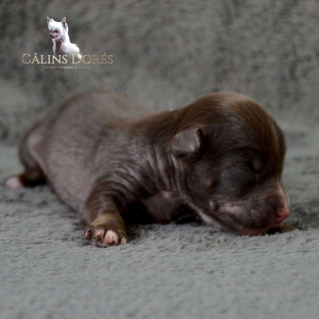 A Twix Moment des Calins Dores