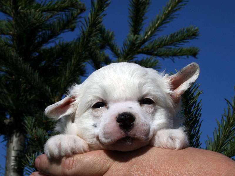 Sky Miracle Posideya