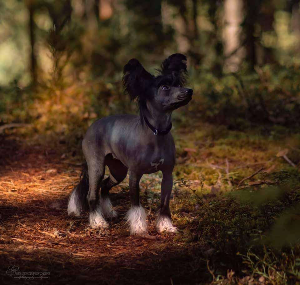 Lilla Wanillas Check Me Out