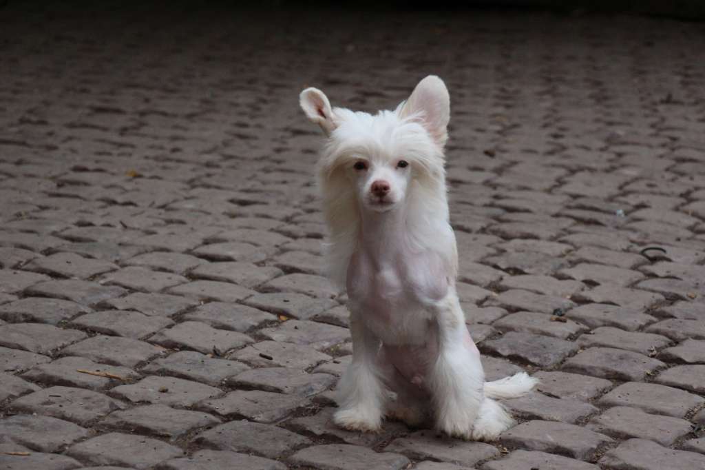 Bella Constanta Irbis