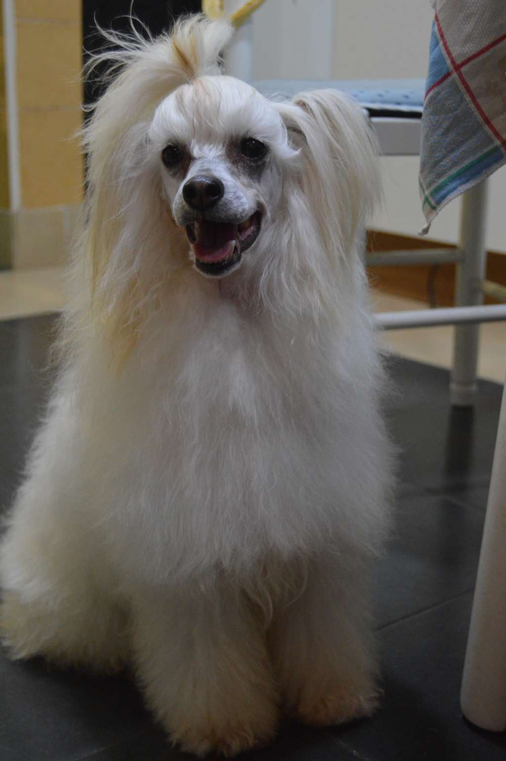 Felicity Miranda da Casa Algarvia