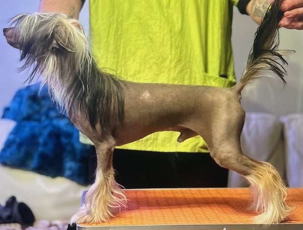 Just Cresteds One Step Ahead