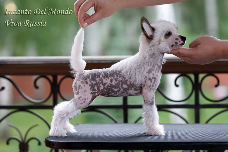 Incanto Del Mondo Viva Russia