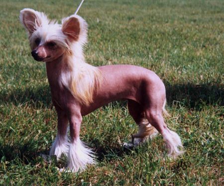 Secret Line's Like A Virgin