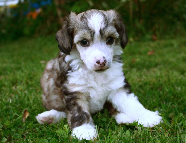 Luminara's Evolution