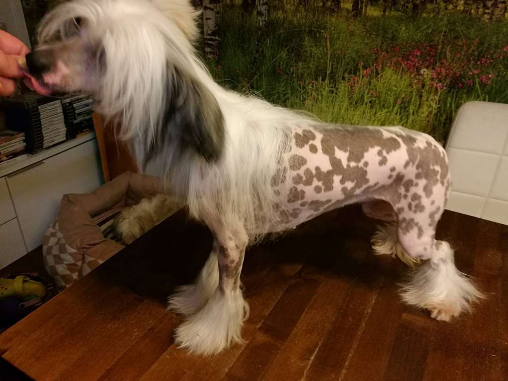 Stormblåstens Killing Joke