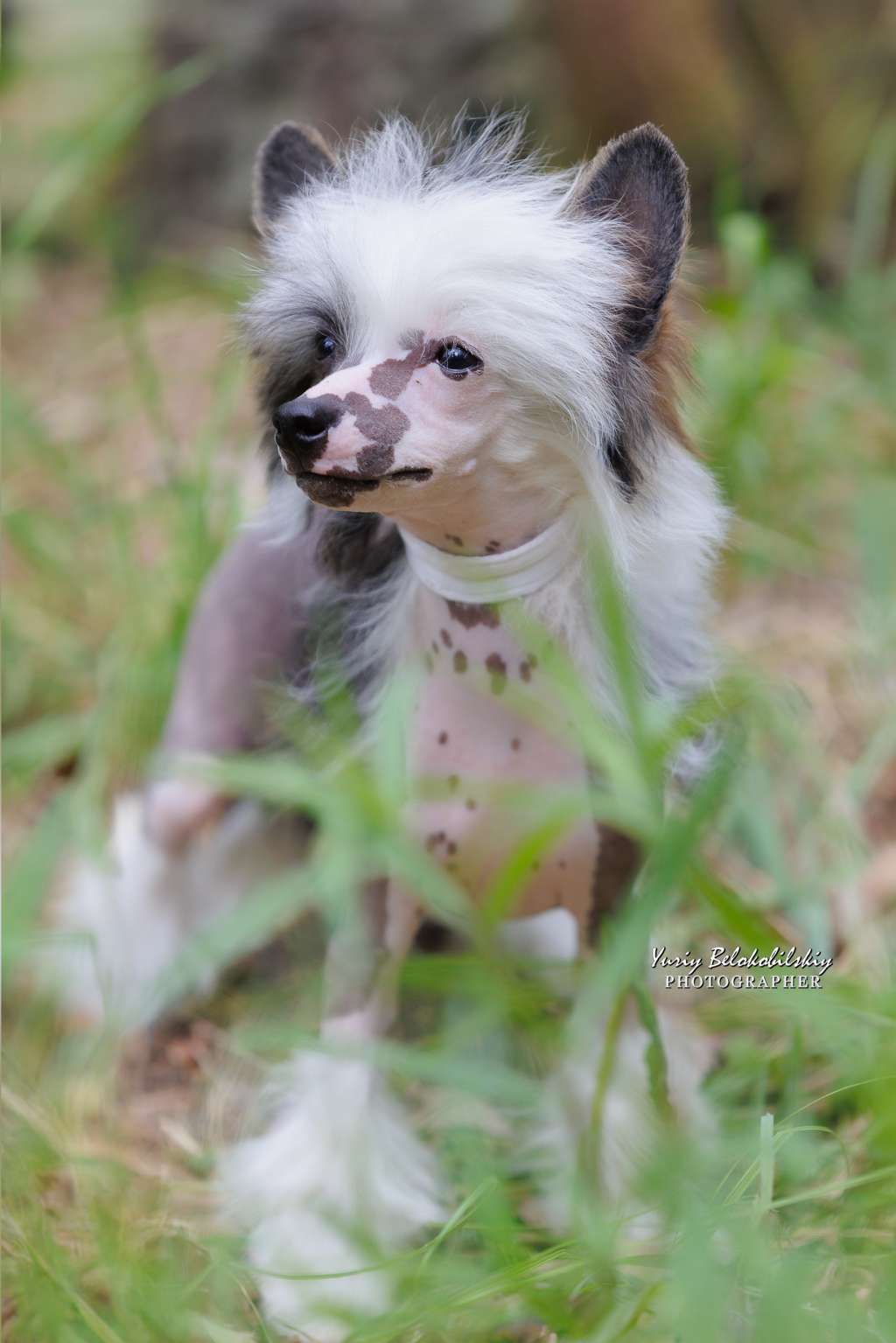 Amanda Planet of Dream