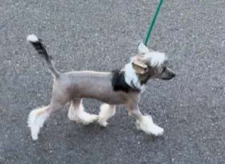 IntCH NatCH AKCCH Crowned Whiskey Bent