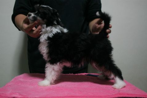 Bright Queen Jp Cara