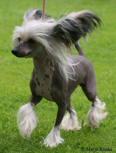 Chinetta's Covergirl Ginatricot