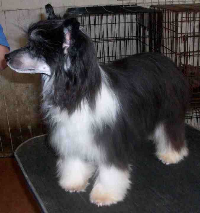 Bordercreek Ain't I Wicked With Beaulion