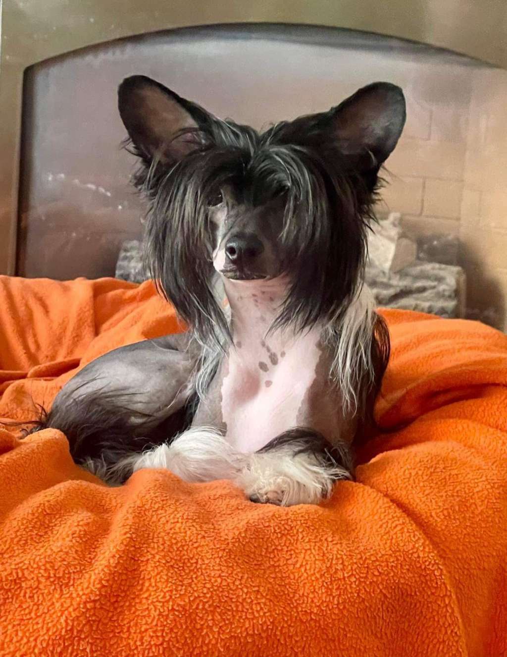 Sassytails Chillin At Ghostpoint