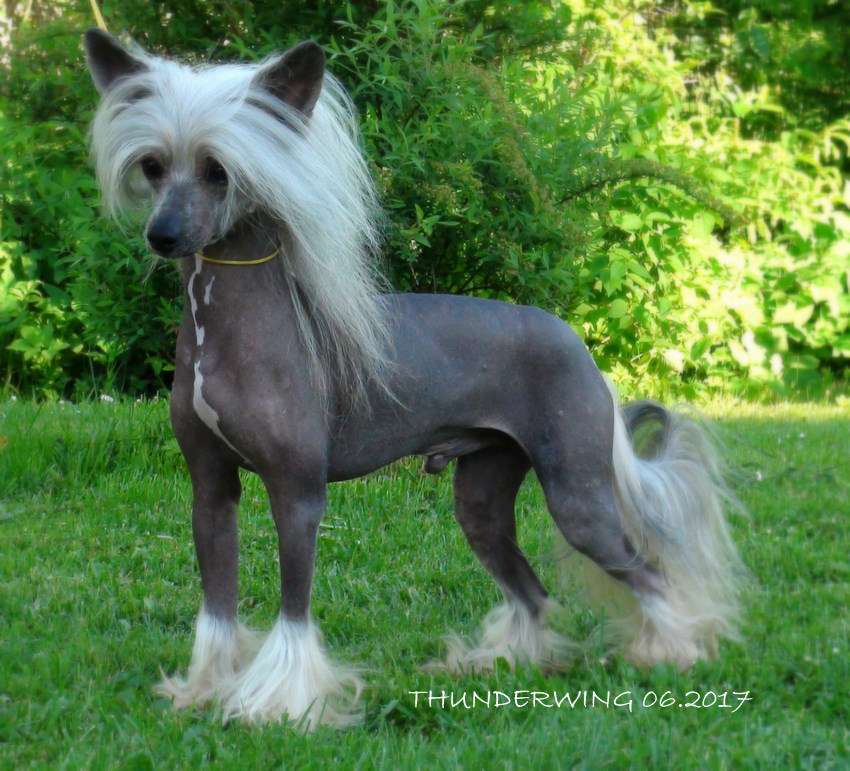 Thunderwing Merry Moccasins for Mum