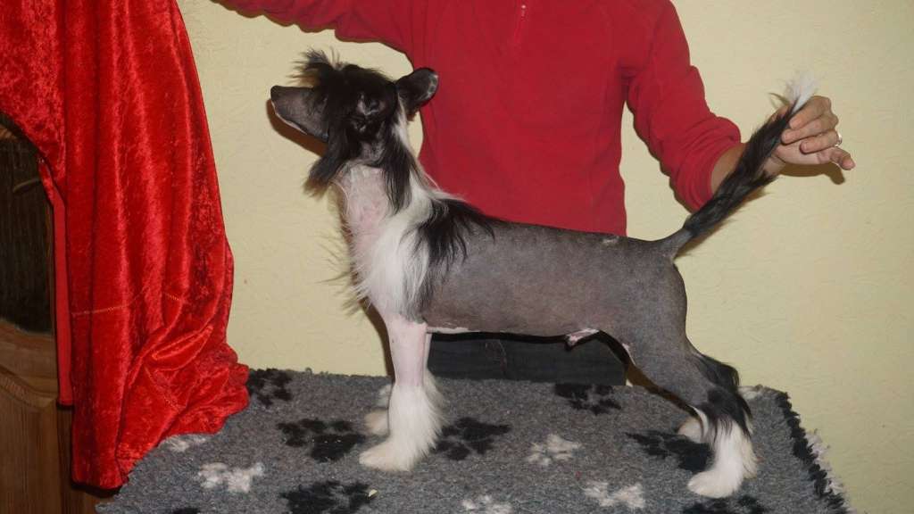 Maxwell Planet Of Dream