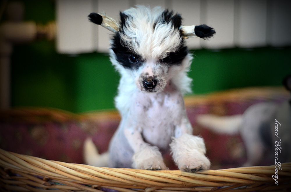 Elance Louange Zenith Of Fame