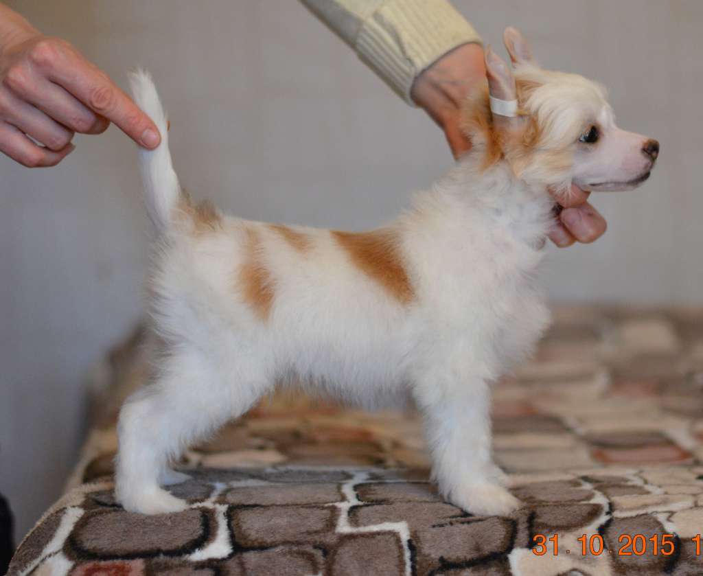 Shlyahetski Gonar Bruno