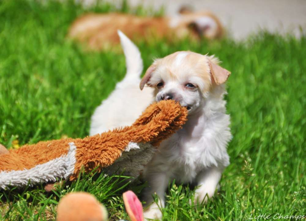 S'cada Little Champs