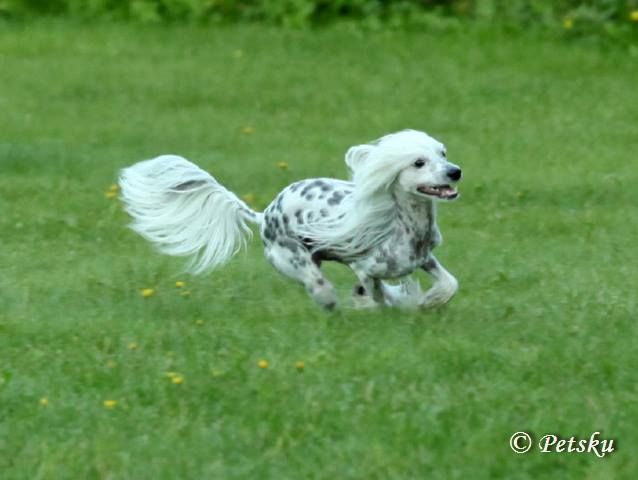 Tirlittan Lucky Luke