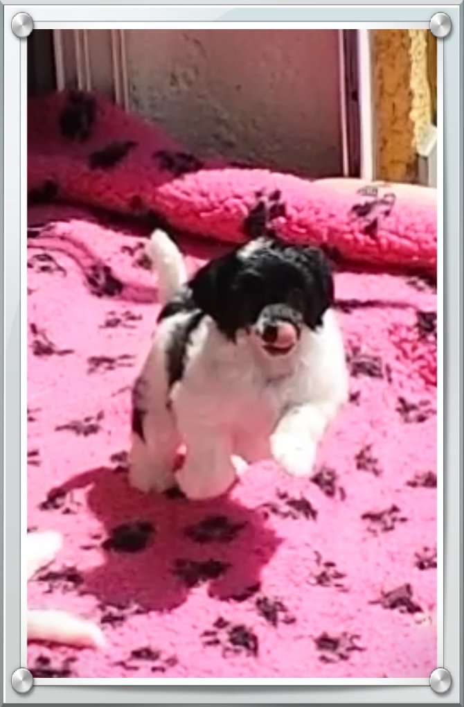 Lili Wood des Picholines