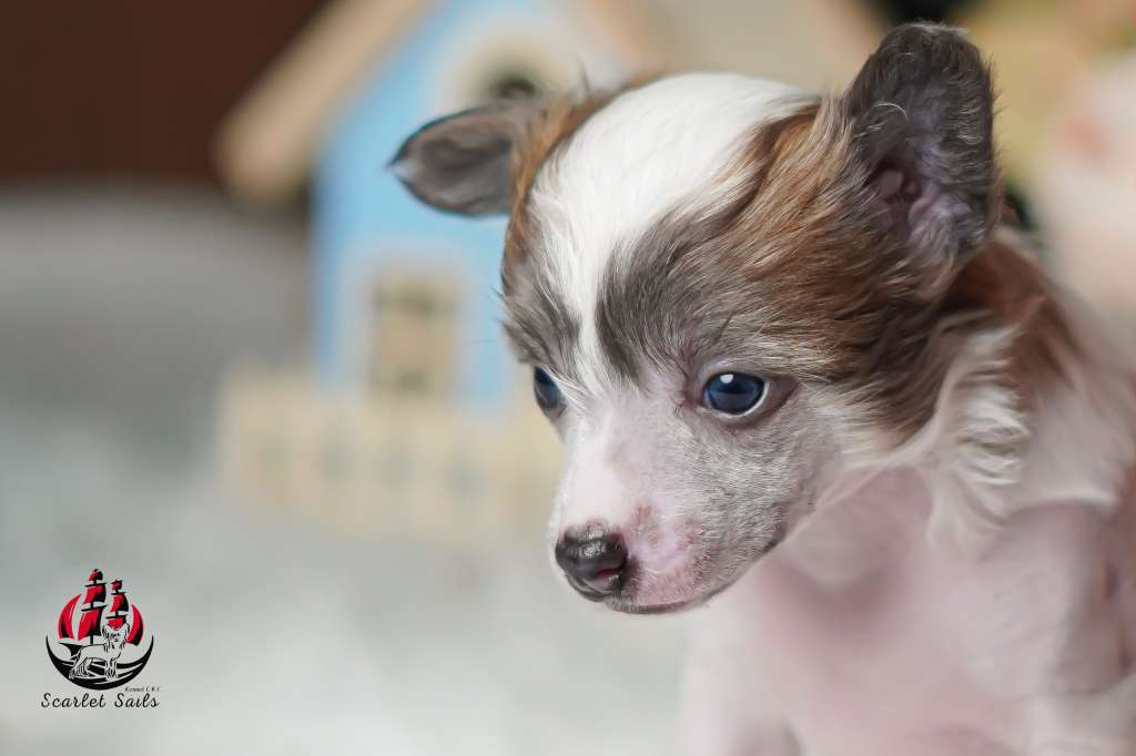 Scarlet Sails Aurora Deep Blue