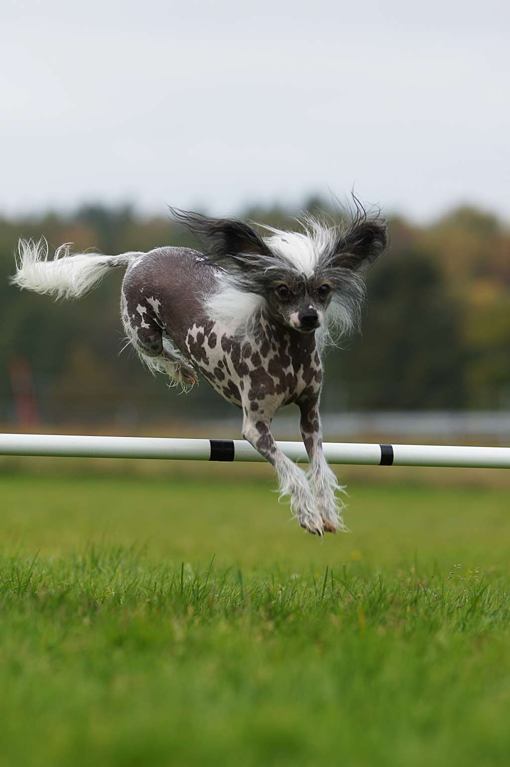 Sunstreaker Next Stop Neverland