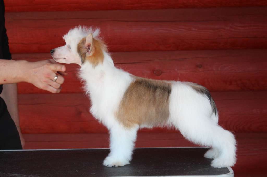 Rus Lorens Yankee Candle