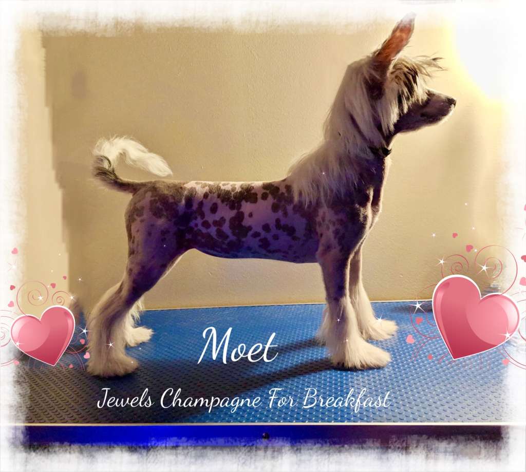 Jewels Champagne For Breakfast