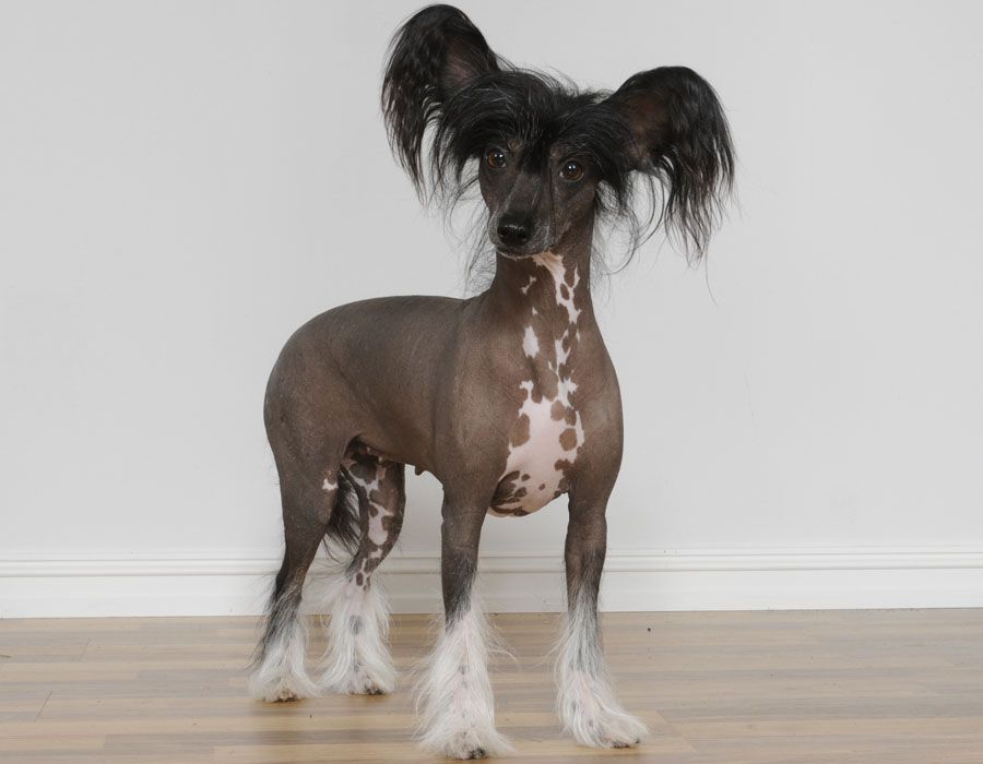 Sunstreaker Brand Name