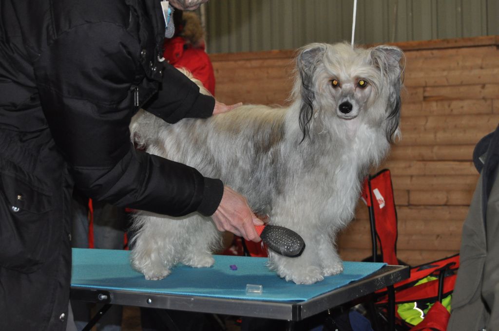 Neddies Absolute Best