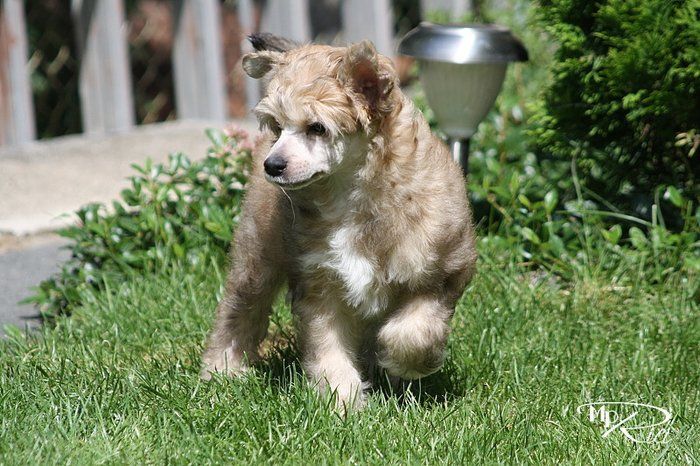 Asco Centaurus Maytay's Minng