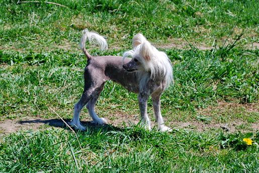 Zoloto Pascha Epocha