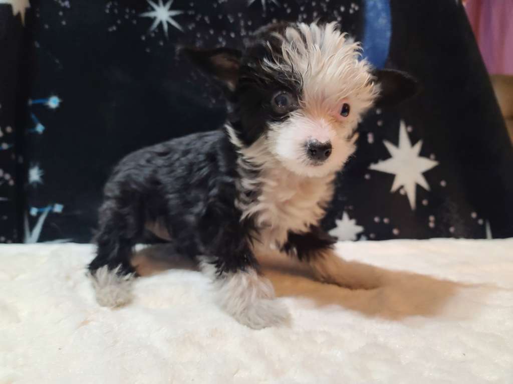 Long Haul's Mama's Zillion Dollar Prince