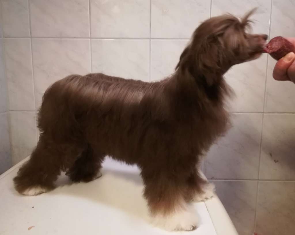 Stormblåstens Nightshade