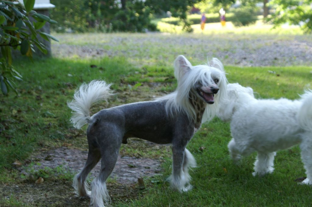 Gamla bodens mini Ipod