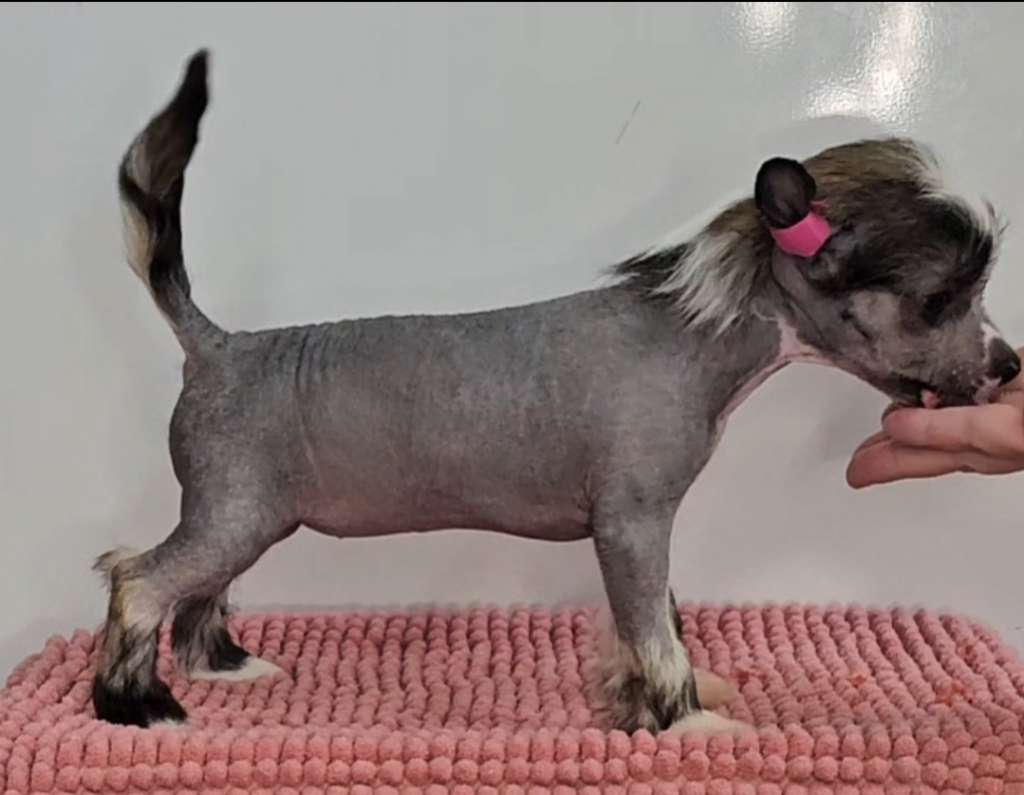 Kaitlin Home Grown Sparkle