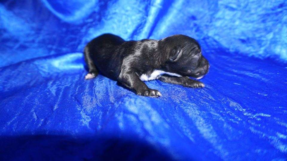 Quinn Planet of Dream