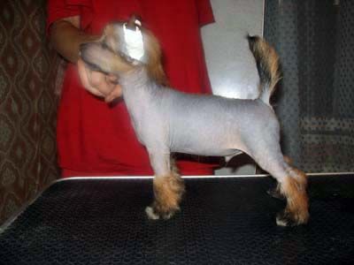 Olegro Katrin Non Stop