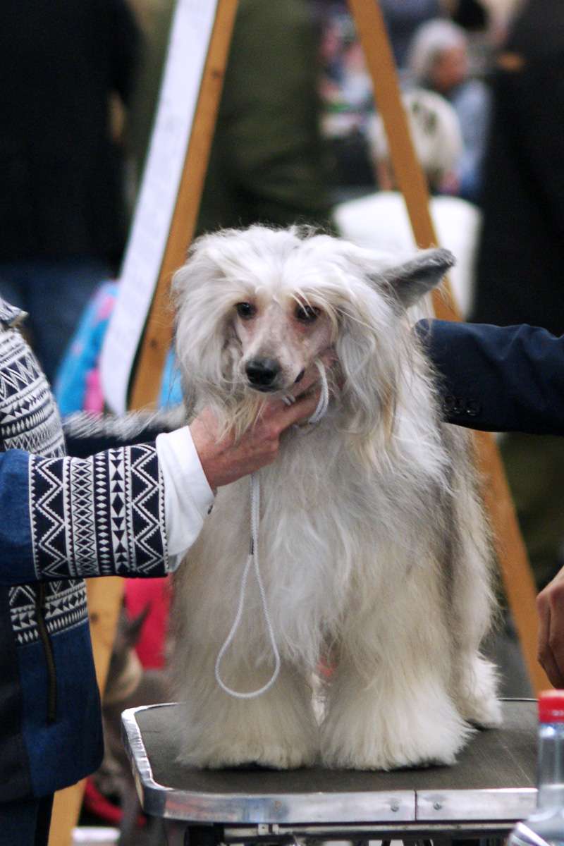 Quickly Kiss Me Princes de la Roses