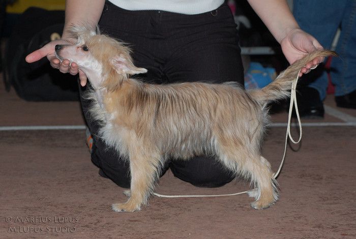 La Votre Bell' Mi Ledi