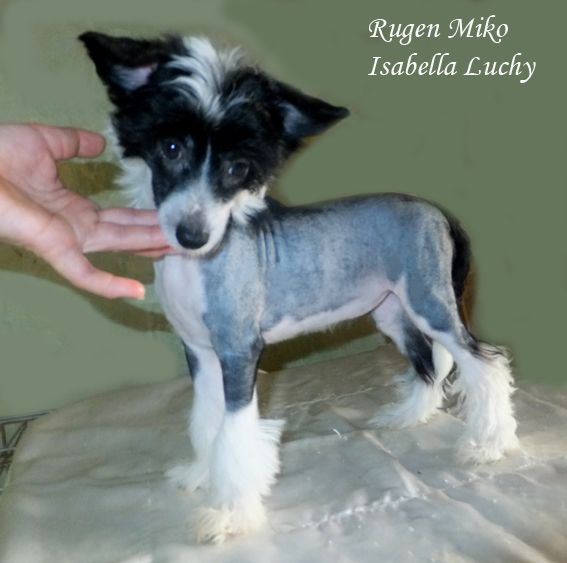 Rugen Miko Isabella Luchy