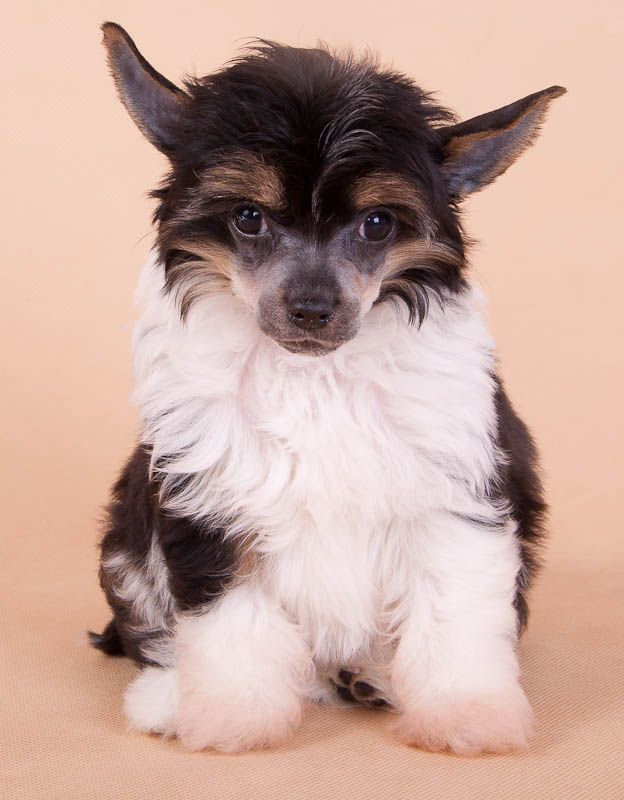 Picture