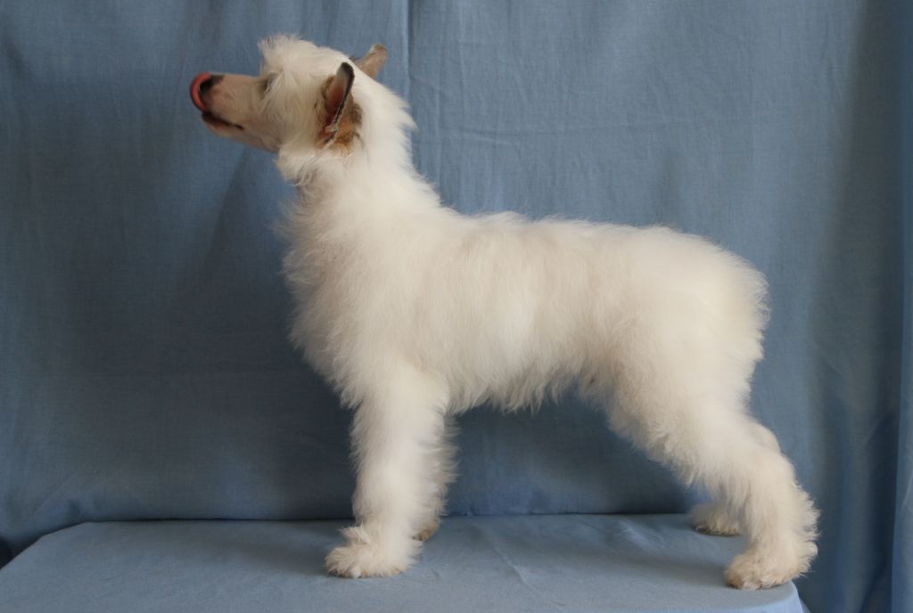 Zholesk Dobrinya Nikitich