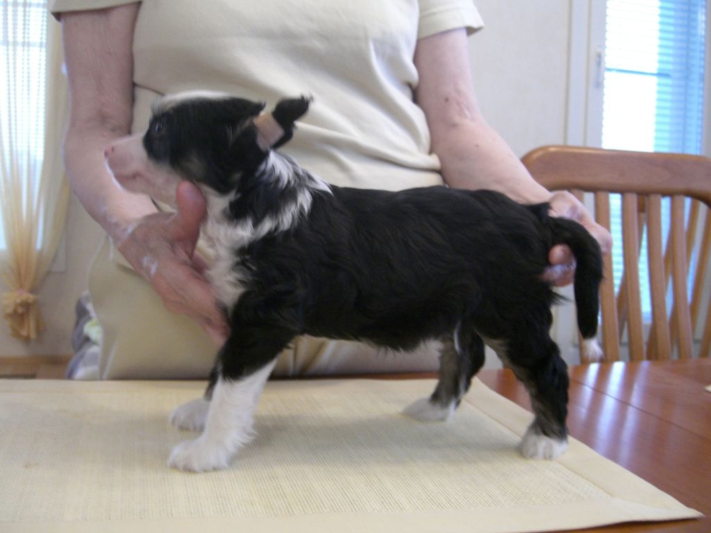 Meadowwood's Amazement Hope