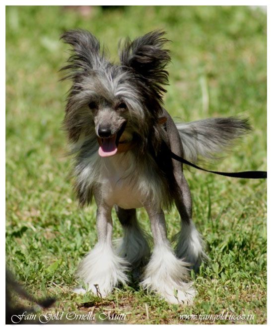 Fain Gold Ornella Mutti      