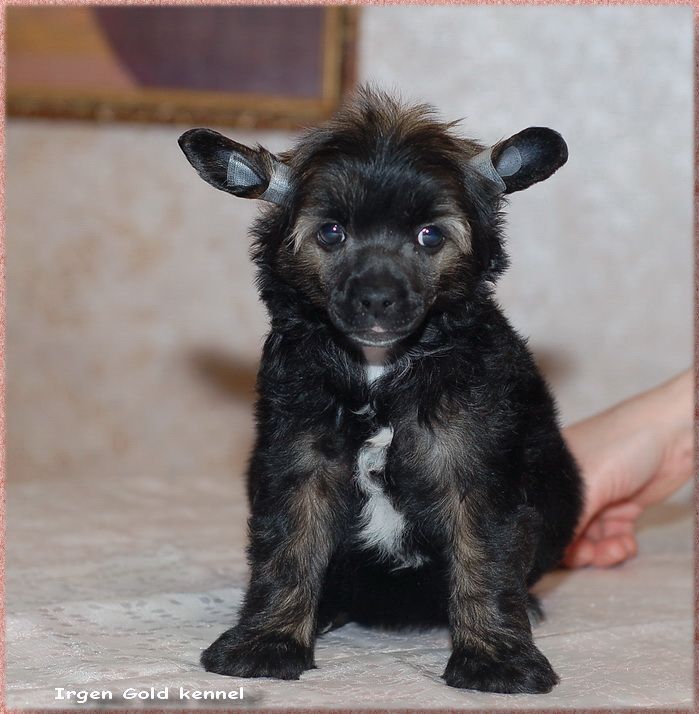 Irgen Gold Fon-Baron