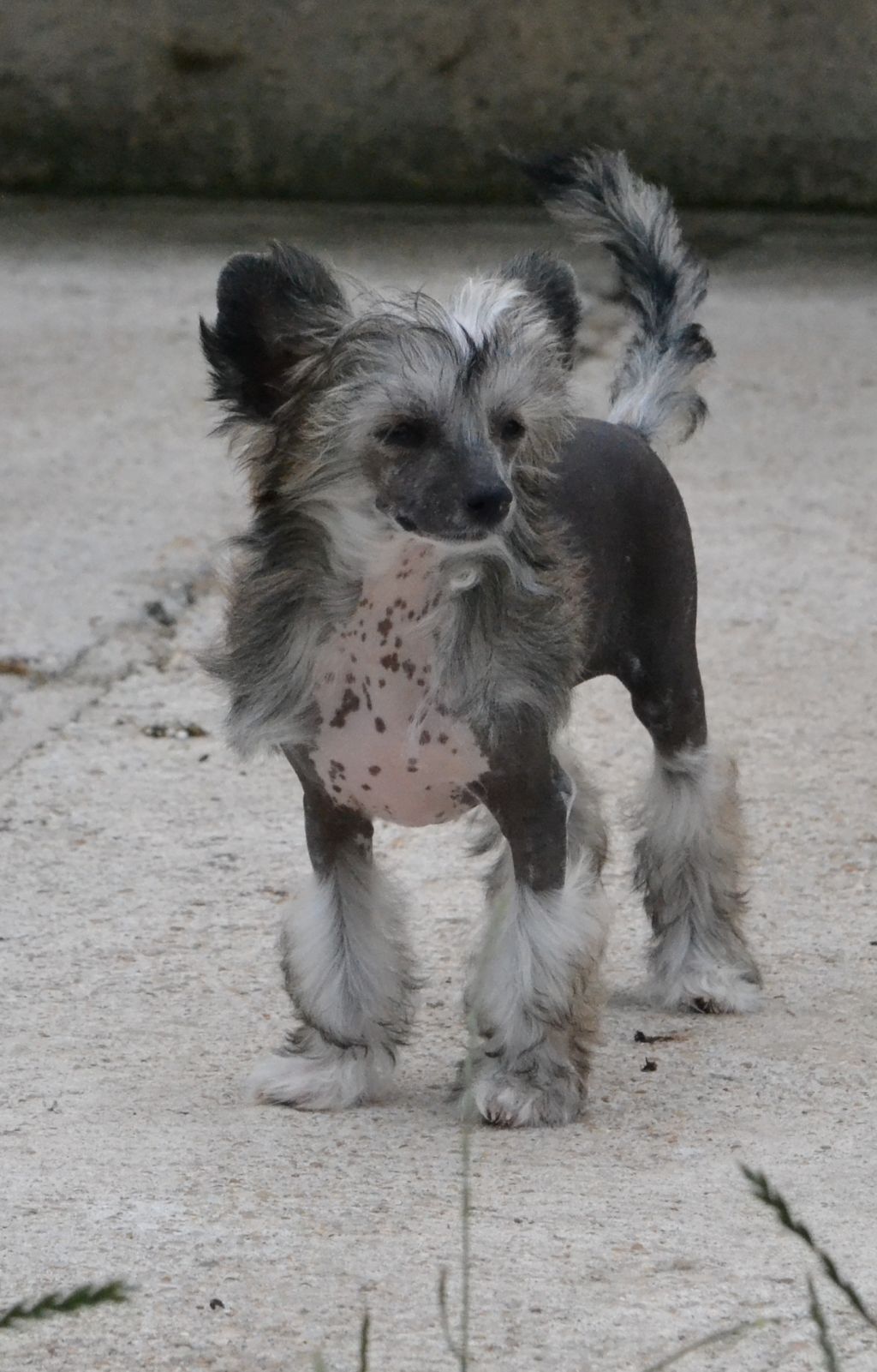 Ilana de l'Orée des Rêves