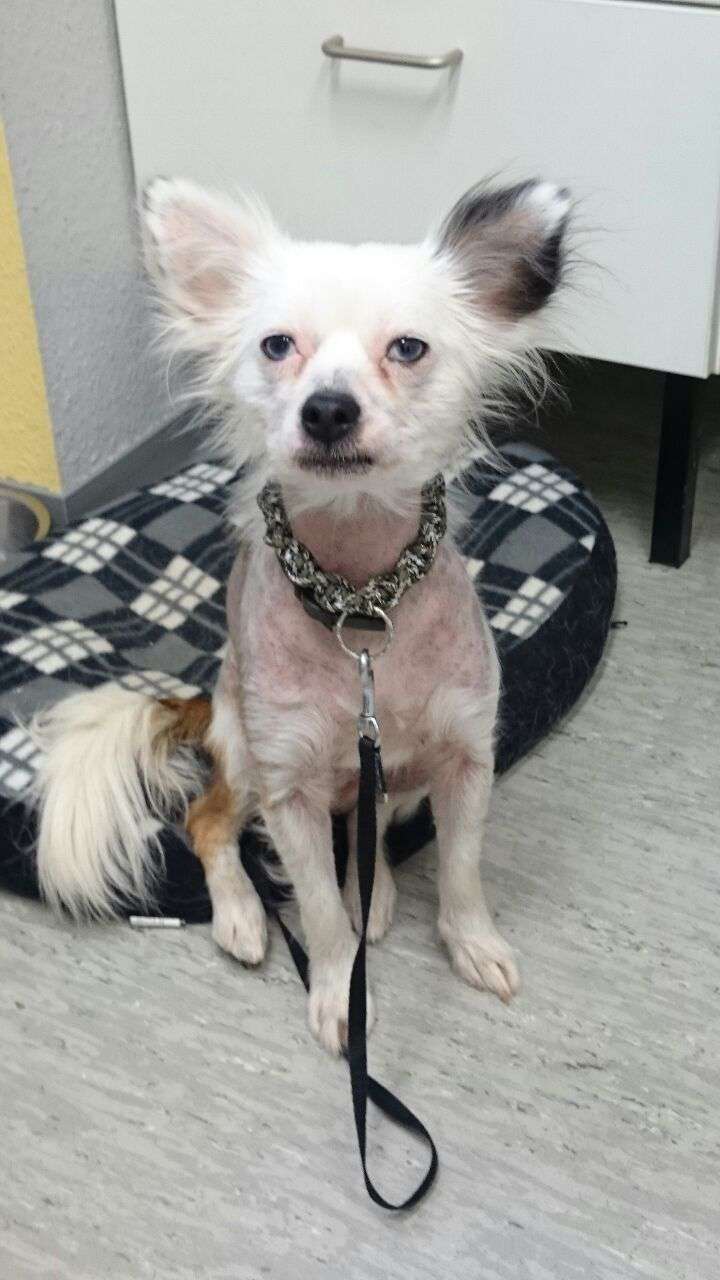 Maàlablya's Icecream