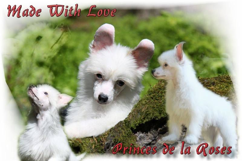 Made With Love Princes de la Roses