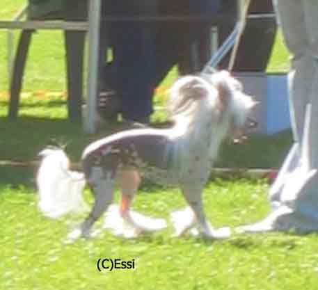 Secret Line's American Dream