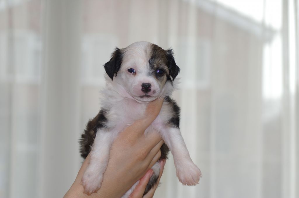 Leibwache's Bodysnatcher